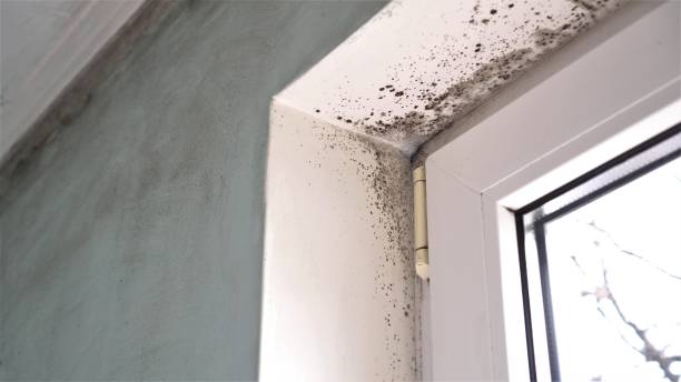 Best Basement Mold Removal  in Plainfield, NJ