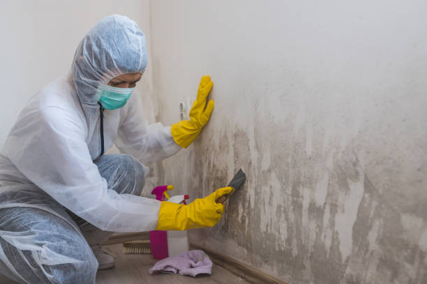 Best Mold Remediation for Vacation Homes  in Plainfield, NJ