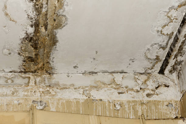 Plainfield, NJ Mold Inspection, Removal & Remediation Company