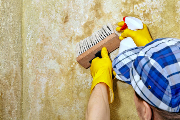 Best Mold Damage Restoration  in Plainfield, NJ