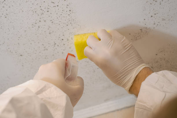 Best Real Estate Mold Inspection  in Plainfield, NJ