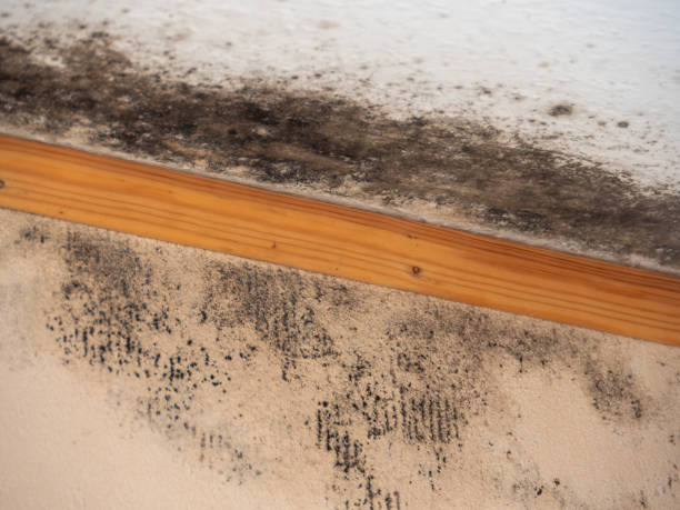 Mold Remediation for Vacation Homes in Plainfield, NJ