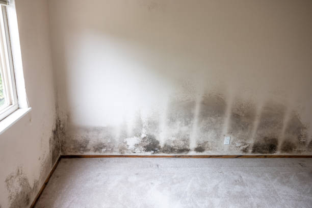 Best Mold Prevention Services  in Plainfield, NJ