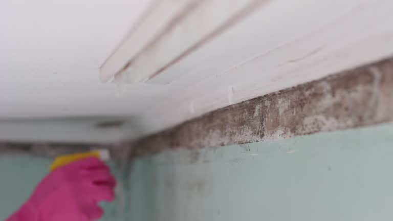 Best Attic Mold Removal  in Plainfield, NJ